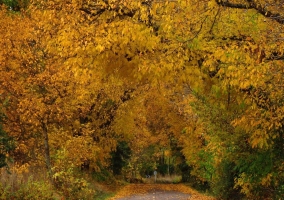 El Secreto del Bosque I - La Omañuela (León)